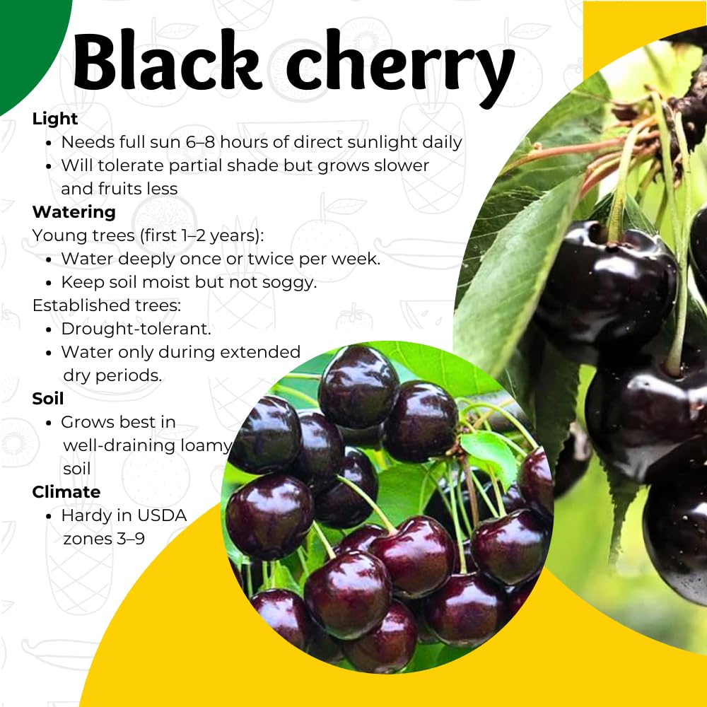 Black Cherry Tree Live Plant, 1-1.5 Feet Tall, Sweet Cherry Fruit Tree, Bareroots, Dormant, Cherries Plant for Outdoor Planting, Home Orchard