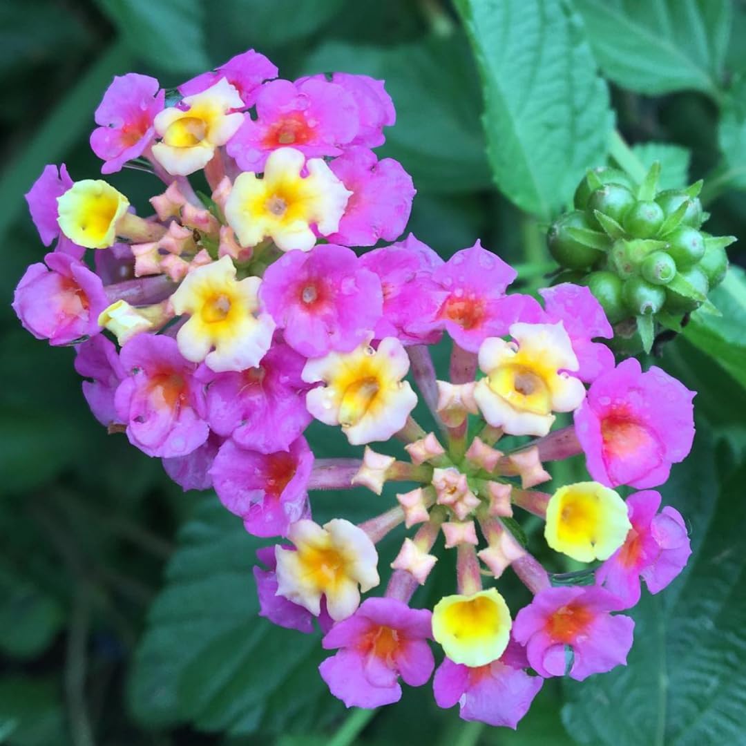 2 Trailing Lantana Plants Live, Lantana Live Plants for Planting Outdoors Between 5 and 7 Inc Long Garden (Lavender)