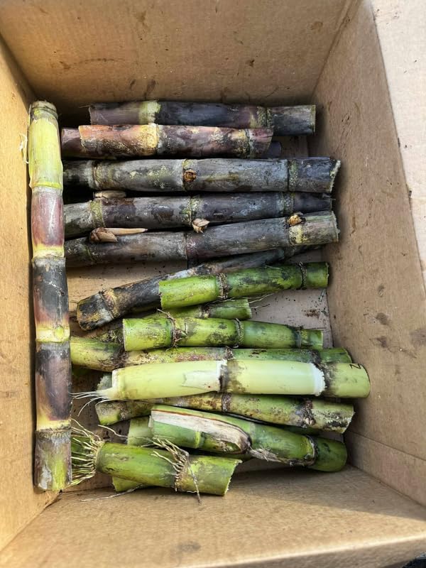 Sugar Cane Plant Cuttings, 1 Ft Unrooted Cuttings, Sweet Sugar Cane Live Plant Cuttings for Planting Outdoor Garden, No Ship to CA