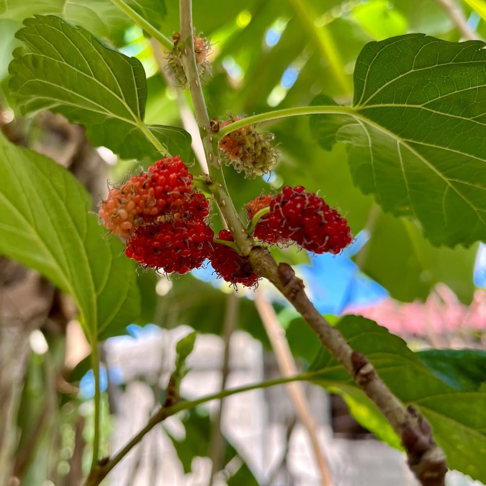 Mulberry Live Plant, Sweet Dark Berries, 5-8 Inch Tall