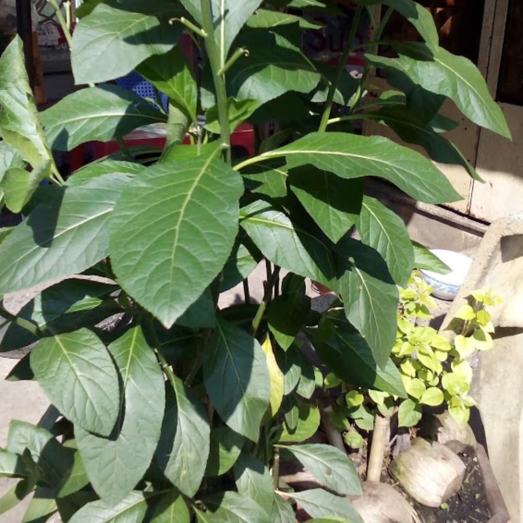 Packs 3 Longevity Spinach Plants Live, 4-6 Inc Tall Starter, Easy to Grow, High Yield, Fresh Spinach for Planting