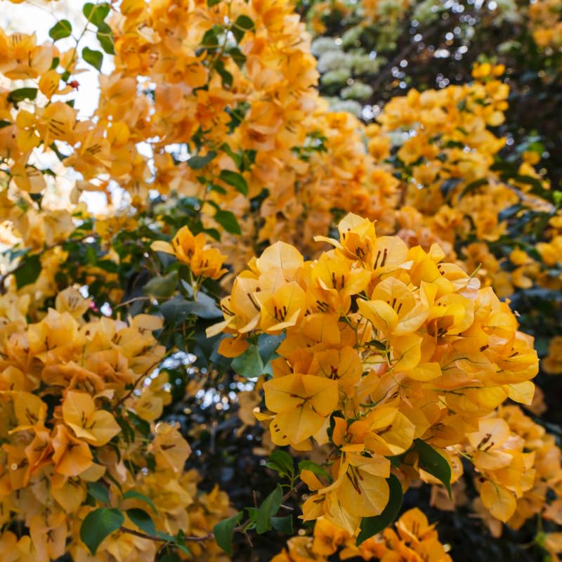 Set 2 Gold Bougainvillea Plants, 5-8" Tropical Bougainvillea Plant Starter, Colorful Perennial Blooms, Live Well Rooted Plant