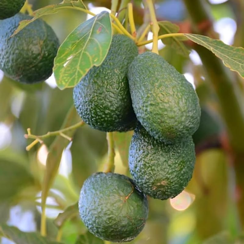 Live Grafted Avocado Fruit Tree 1.5-2.5 Feet Tall, Avocado Fast-Growing Fruit Tree Plant for Your Garden