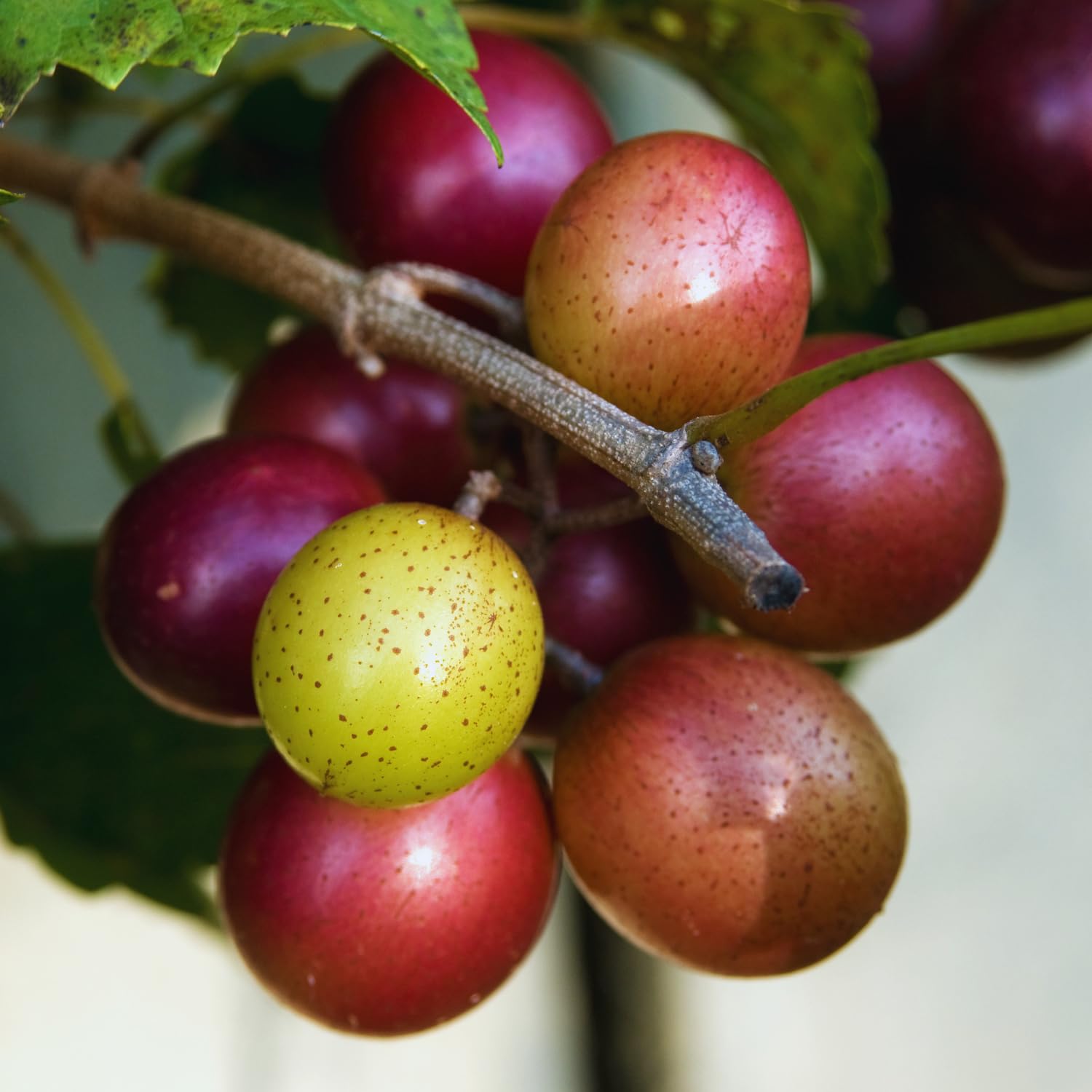 Muscadine Grape Vine Live Plant Pot, Sweet Grape Plant Live, Hardy Fruit Vine Plants Gardening, 20-24 Inc Tall, No Ship to CA