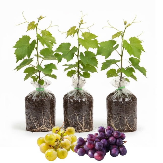 On Sale Collection - Verdure Lab