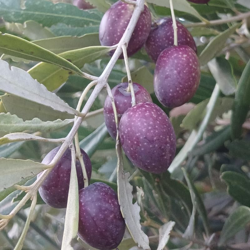 Olive Tree Live Plant, 3 Gallon - 2-3 Ft Tall Hardy Fruiting Olive Tree for Patios, Outdoor Garden, No Ship to CA