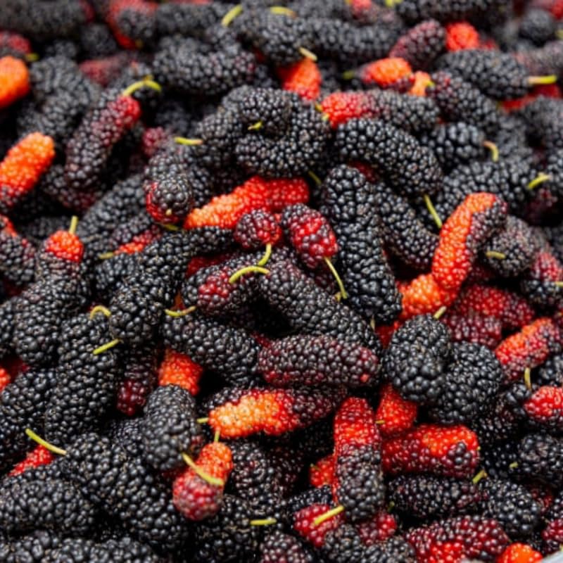 Red Mulberry Tree Live Plant, Hardy Well Rooted 4-8'' Tall, Mulberry Fruit Tree for Indoor Outdoor Spring Planting Mulberries