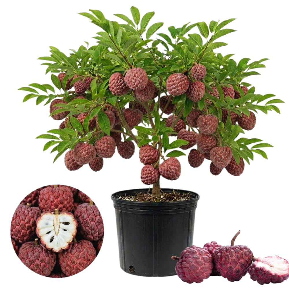 Red Sugar Apple Tree Live Plant, Sugar Apple Fruit Plant, 3 Gallon Pot, No Ship to CA, 2 to 3 Feet Tall