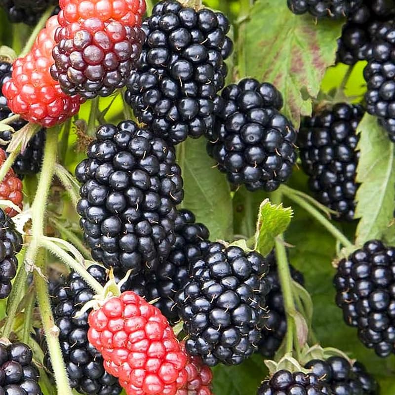 2 Random BlackBerry Plants Live for Planting, High Yielding, Sweet Juicy Berries for Your Garden, 4-6" in Tall, Cold Hardy, Dormant in Winter, No Pot