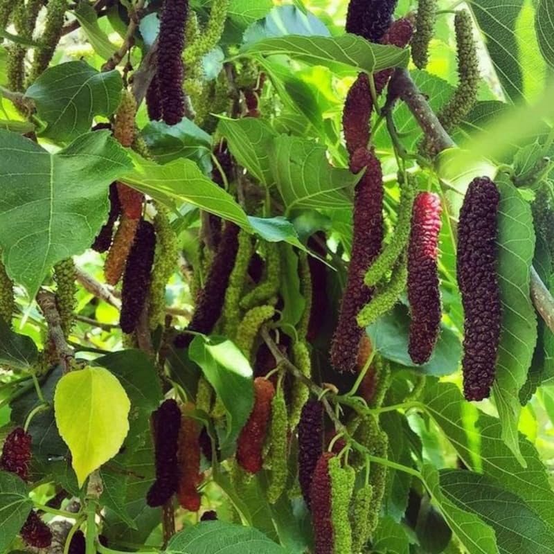 Pakistan Mulberry Tree Live Plant, Hardy Well Rooted 4-8'' Tall, Mulberry Fruit Tree for Indoor Outdoor Spring Planting Mulberries