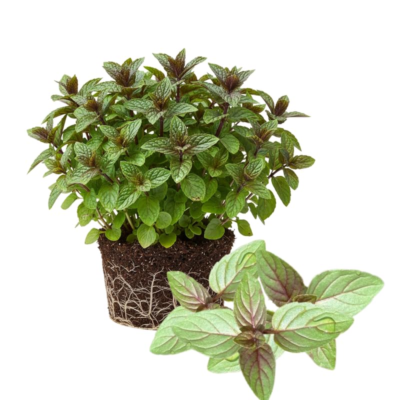4 Random Mint Plants Live for Spring Planting, Fragrant Culinary Herb Mint for Indoor Outdoor Zones 3-11, Very Hardy and Fast Growing, Size 4-7" in Tall