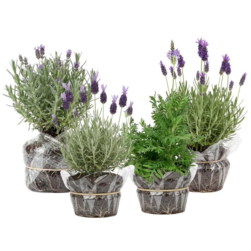 Pack 4 Mixed Lavender Plants Live, 4–8" Tall, Fragrant Lavender Flower Lavandula Perennial Well-Rooted, No Pot