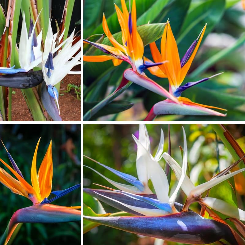 4 Mix Bird of Paradise Plants Live, Strelitzia Reginae, 4-7 Inch Tall, Tropical Flowering Plants for Indoor or Outdoor Growing