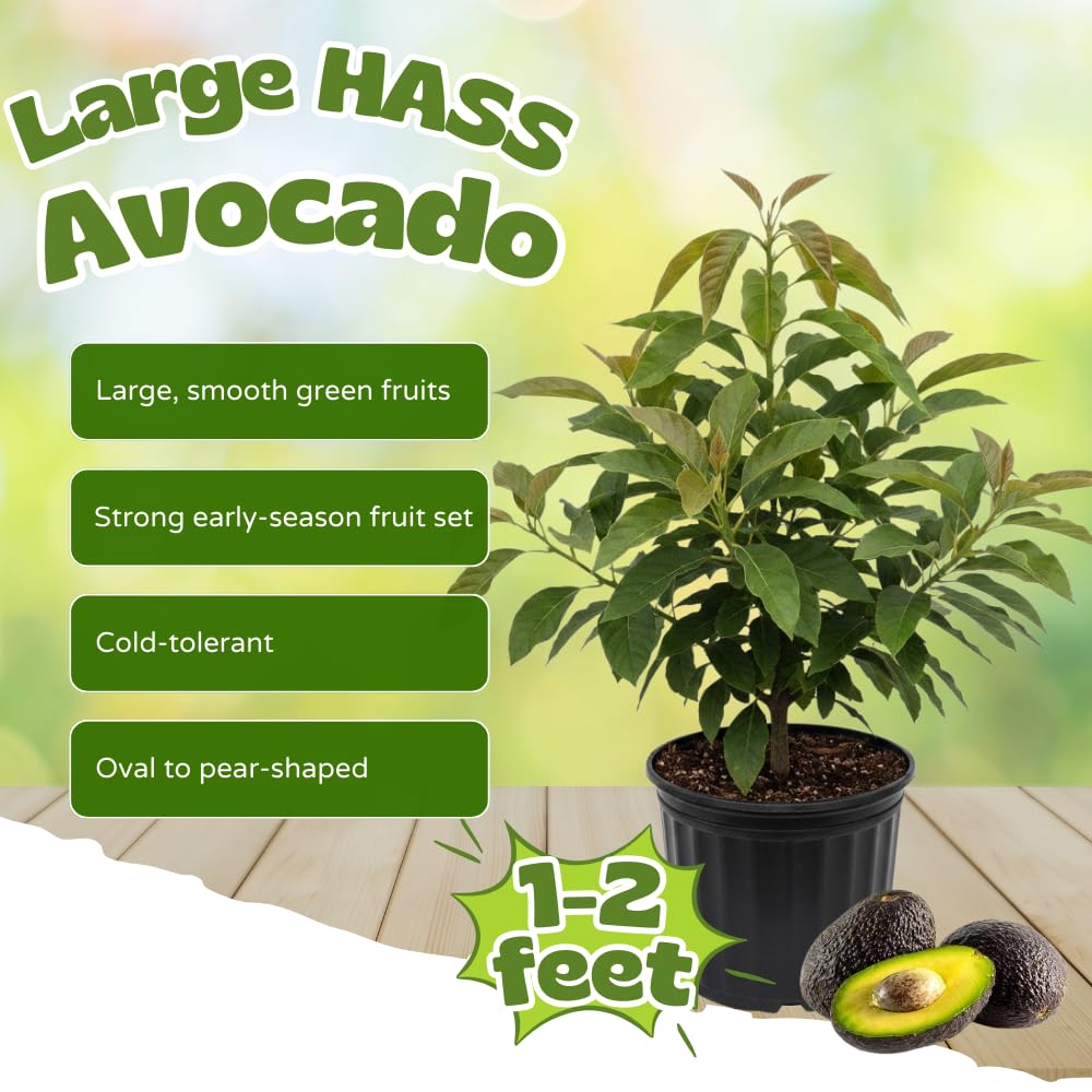 Avocado Tree Live Plant, Large HASS Avocado Plants Live in 3 Gallon Pot, Creamy Fruit, Cold Hardy Fruit Tree for Backyards, Home Orchard and Edible Gardening