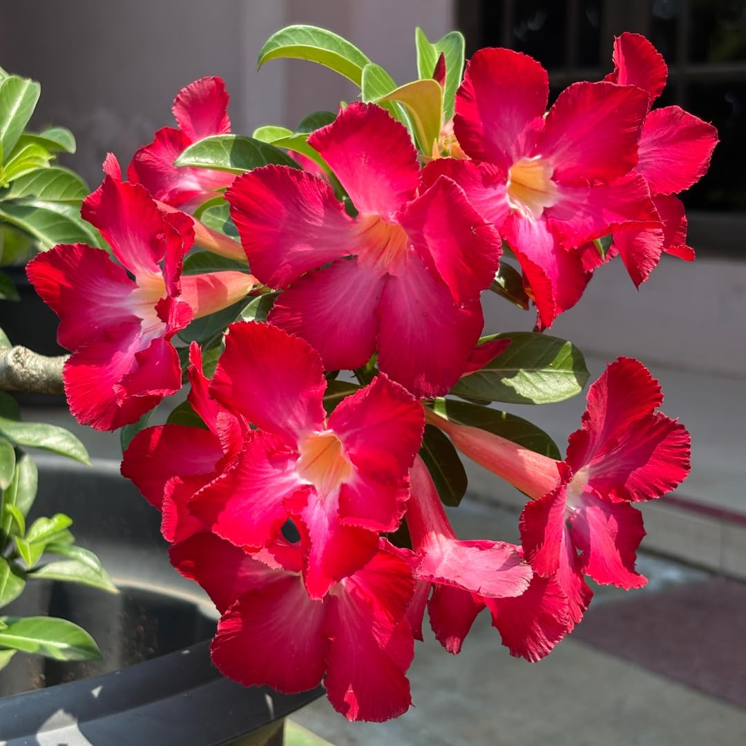 Live Desert Rose Plant, Adenium Obesum Desert Rose, Flowering Succulent, 4-7 Inches Tall for Indoor or Outdoor Planting (Red Desert Rose)