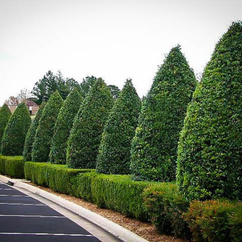 Narrow Holly Tree Live Plant in Quart Pot, Elegant Plant for Landscapes,Yard, Outdoor Planting, Dormant in Winter, Fast Growing Shrub Hardy