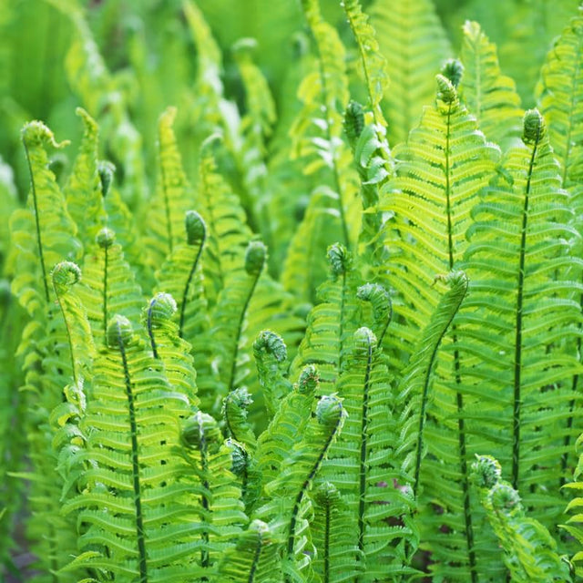 HOUSEPLANTS Collection - Verdure Lab