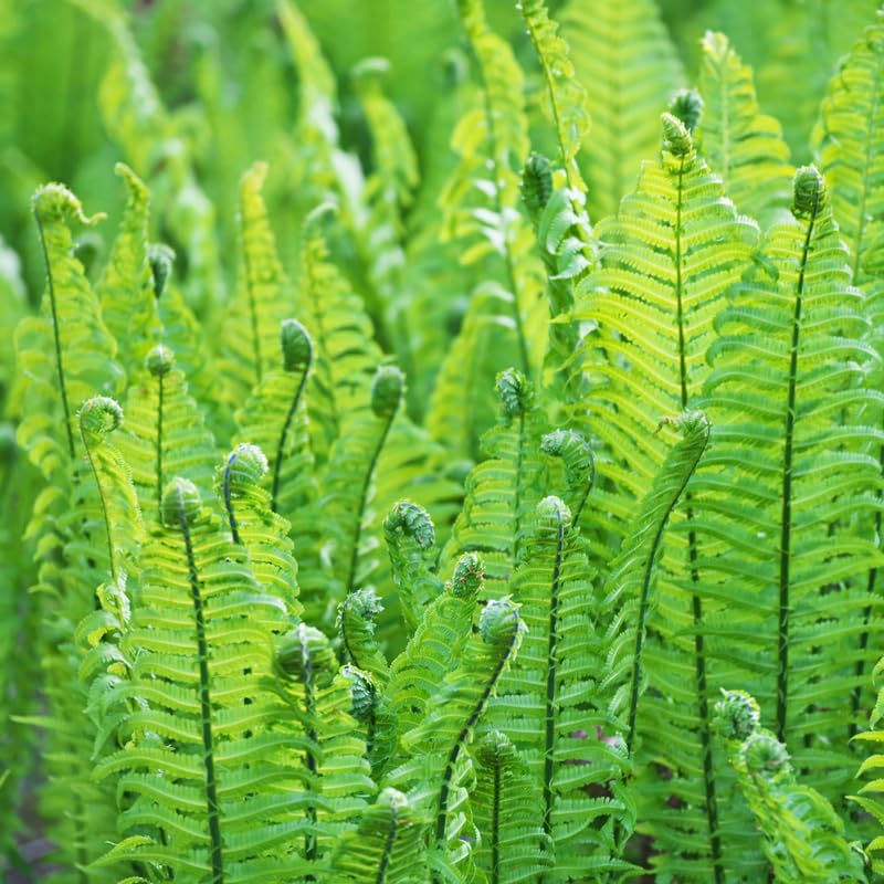 5 Ostrich Ferns Live Plants Rhizomes, Ferns Live Plants Outdoors Indoors, Pack 5 Bare Roots