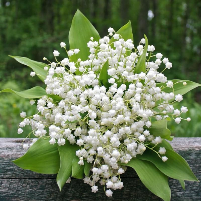 5 Lily of The Valley Bulbs for Planting, White Lily Bulbs Roots, Perennial Flower Bulb