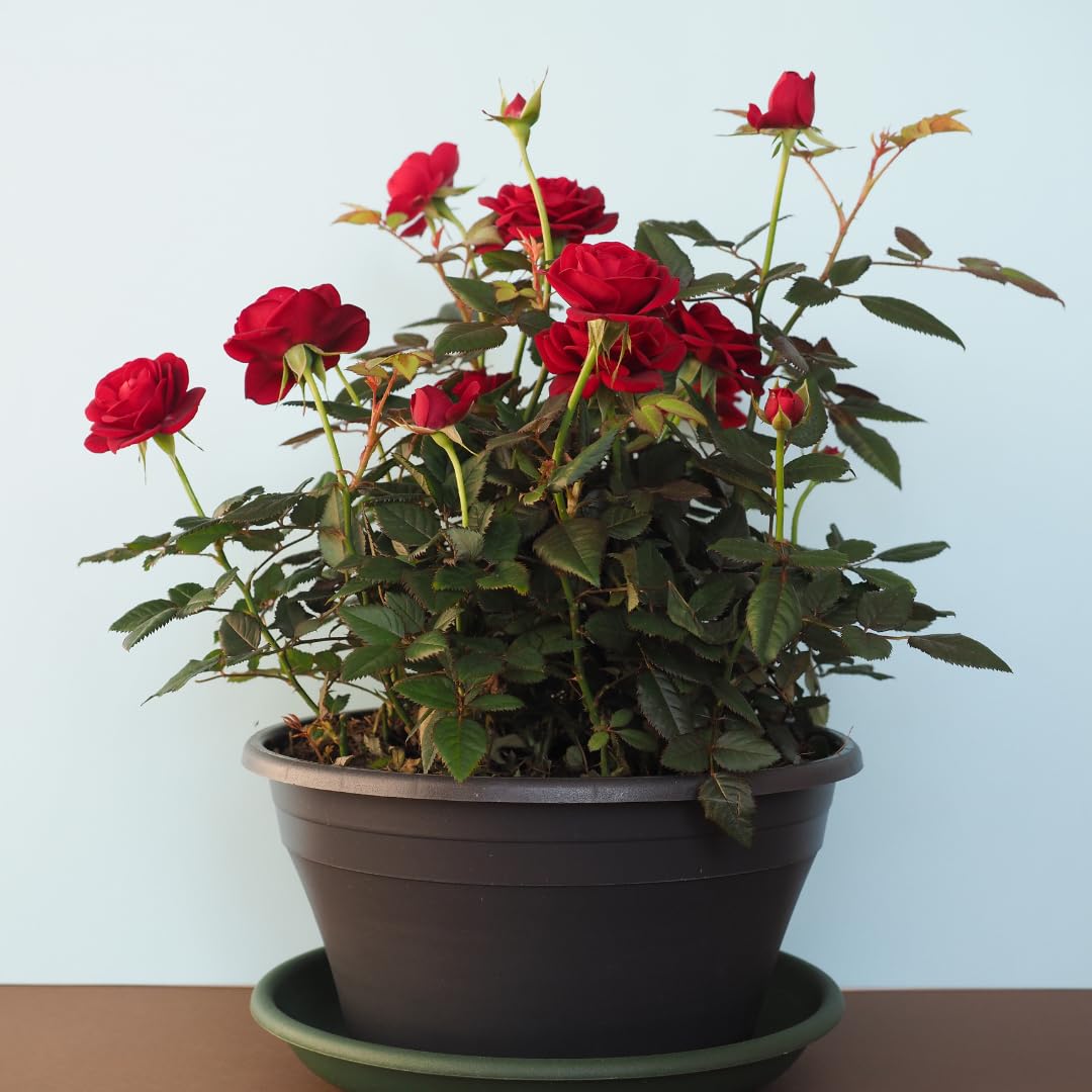 Set 4 Red Mini Roses Bushes Live Plants, Starter Live Rose, Fragrant and Vibrant Color, Zones 5 to 9, Size 5 to 10 Inches Tall