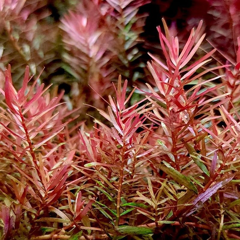 H'ra Red Rotala Plant Stems, Live Aquarium Plant - 1 Clump Bundle