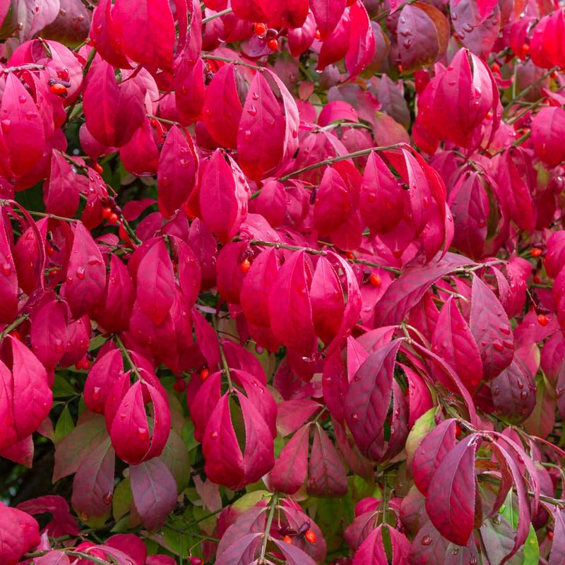 Dorrmant Dwarf Burning Bush in 2.5'' Pot, Vibrant Red Foliage, Hardy Shrub for Planting Outdoor, No Ship to NY, NH, MA, VT