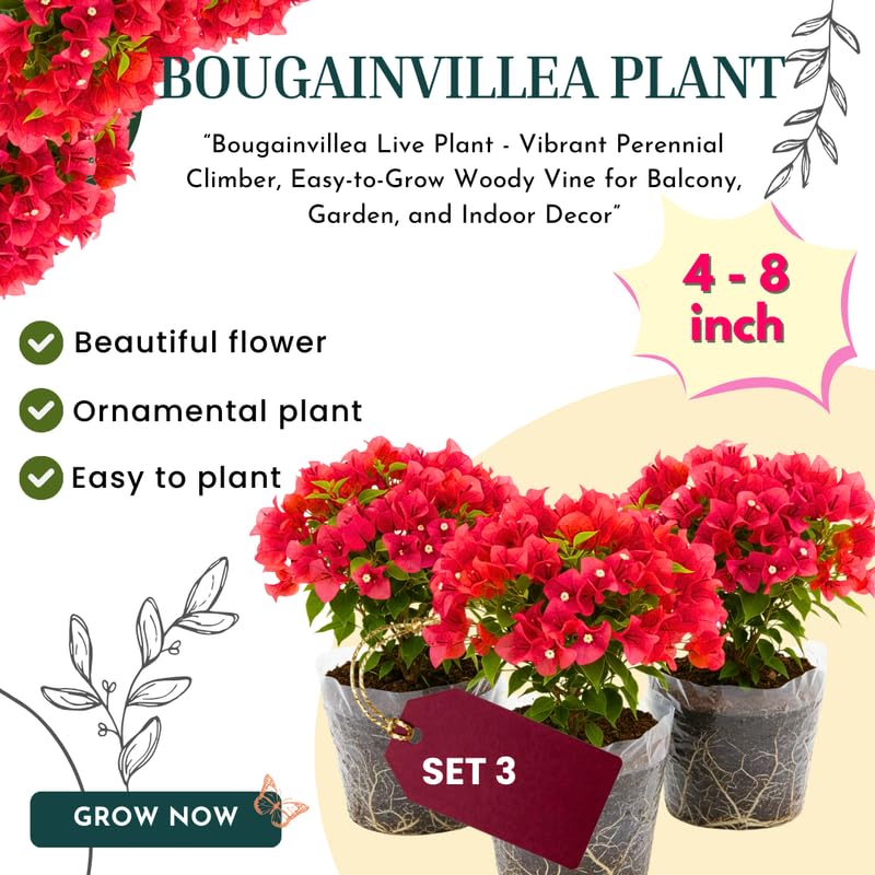 3 Magenta Red Bougainvillea Plants Live, 4-8” Tall Flowering Bougainvillea Vines, Tropical Climbing Plants for Garden or Containers, No Pot