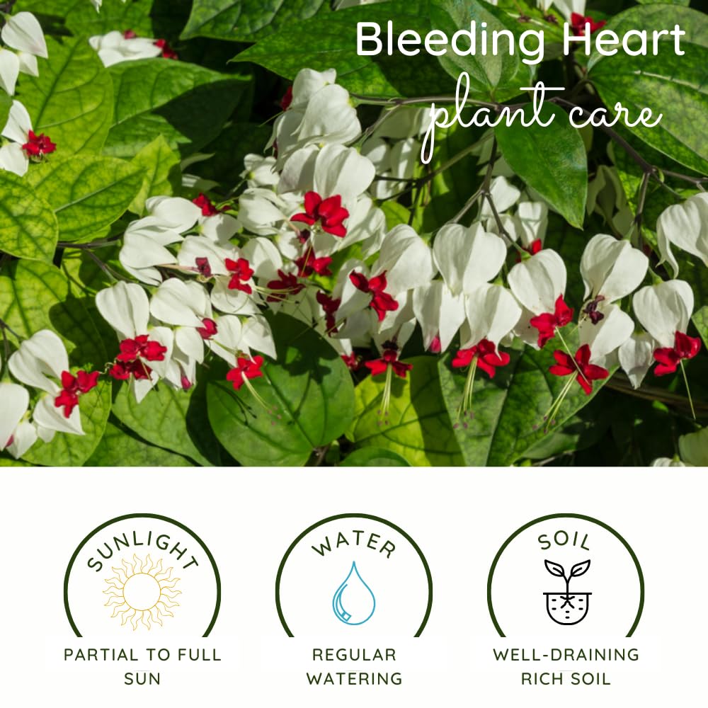 4 Assorted Bleeding Heart Live Plants 4-6 Inch Tall, Perennial Shade Flowers, Bleeding Heart Flowering Vines for Planting Outdoor