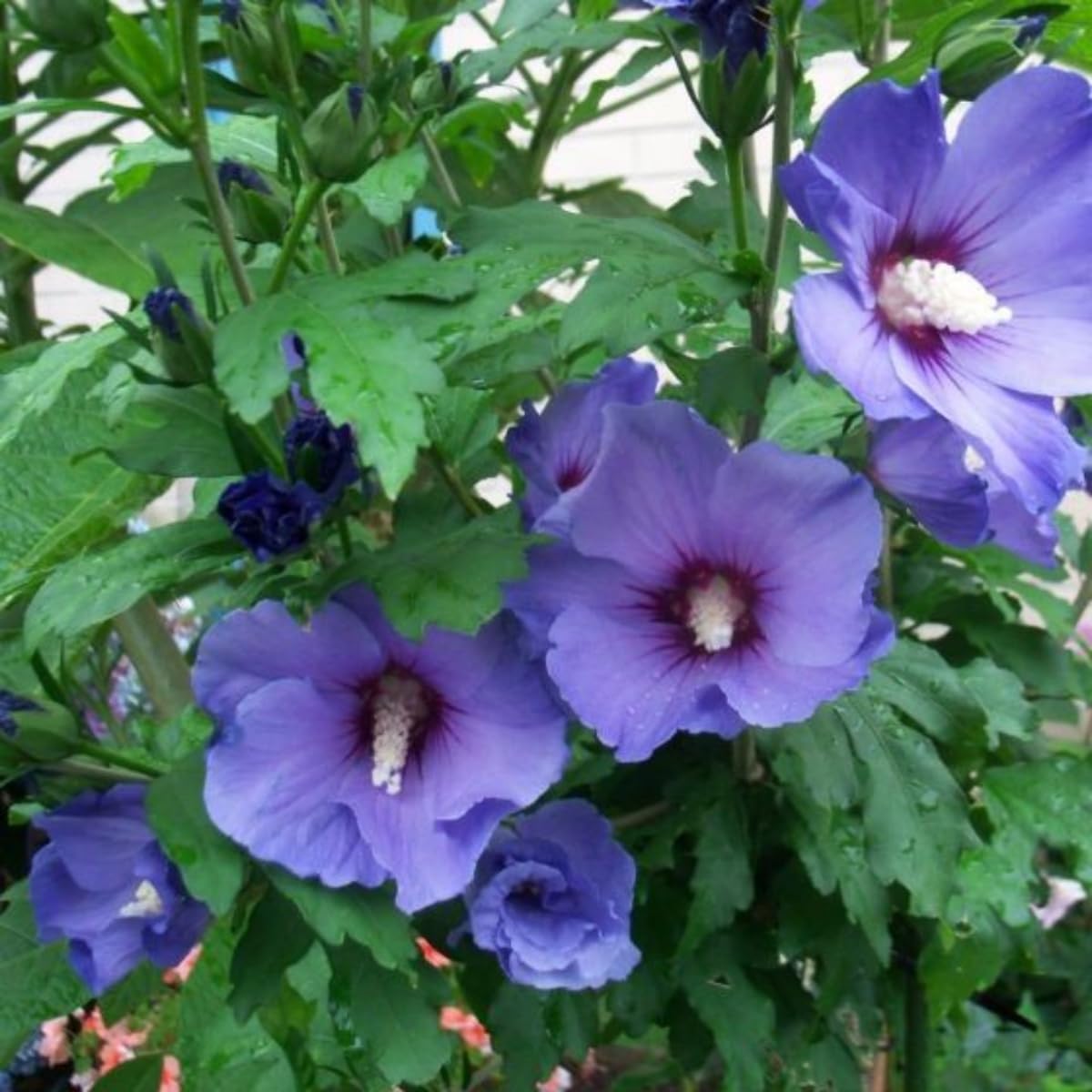 Purple Rose of Sharon Live Plant, 6-12" Tall Althea Hibiscus Plants in Quart Pot, Perennial Hardy Hibiscus Plant Bush for Outdoors Garden, Dormant in Winter