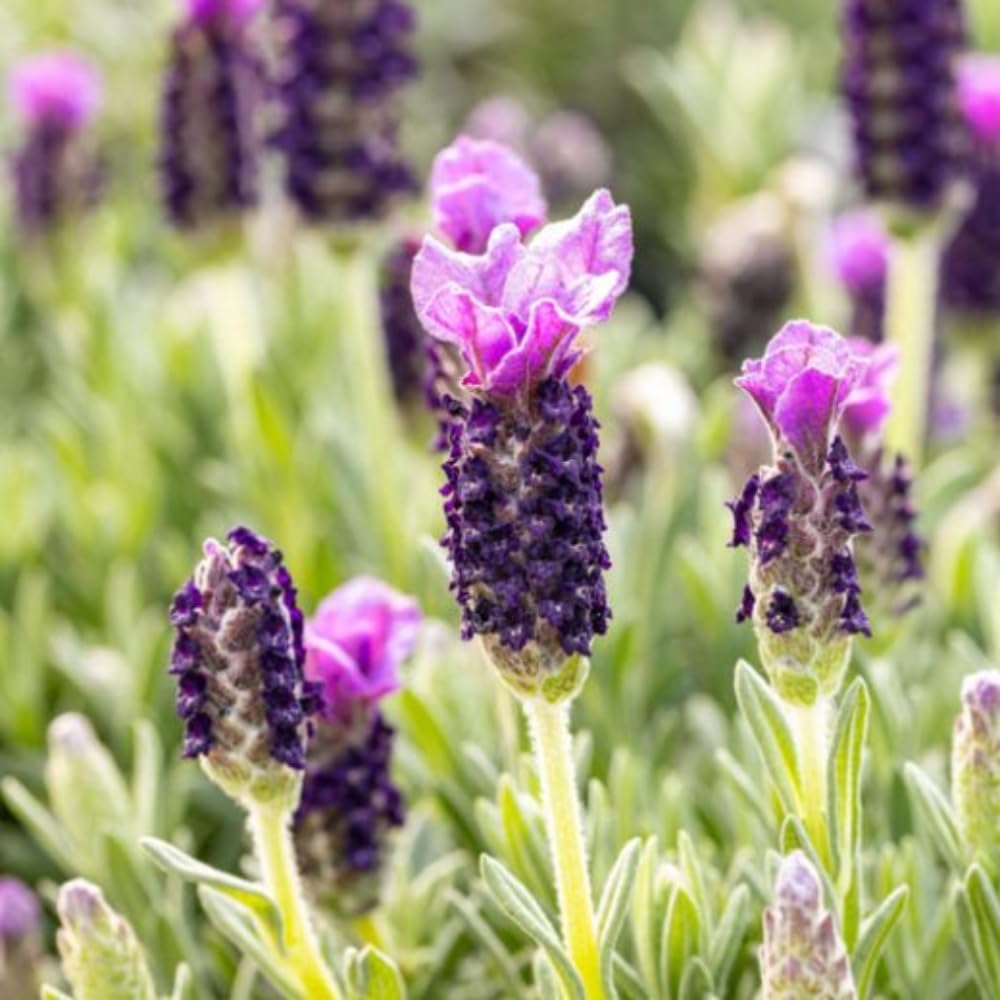 2 Lavender Plants, Live Lavender Flower Plant 2 to 4 Inch, Fragrant Shrub Indoor Outdoor Planting (Spanish Lavender)