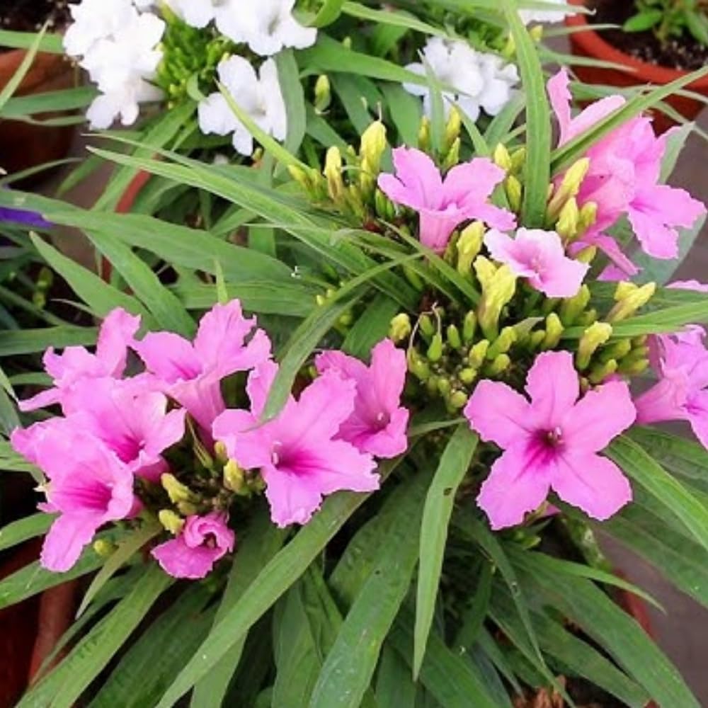 3 Pink Mexican Petunia Live Plants, Pink Petunia Flowers Seedlings, Petunias Live Plants, 4-8" Tall