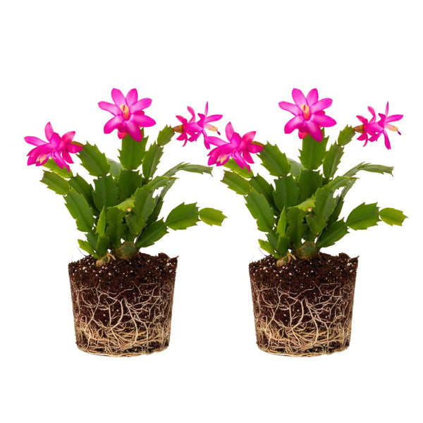 2 Live Purple Christmas Cactus Plants, Dark Pink Purple Christmas Cactus Plants Live, 4 to 6 Inch, Bare Root, Perennial Flower Holiday Succulent Plant, No Pot