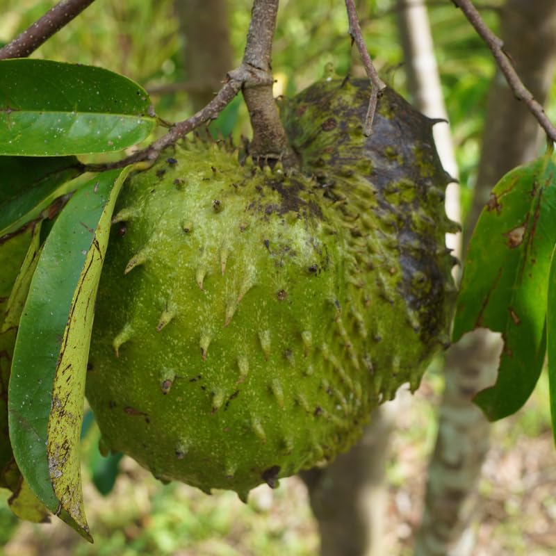 Live Soursop Tree Plant, Guanabana Soursop Tree, Hardy Tropical Plant, 2-3' in Height in 3 Gallon Pot for Growing, No Ship to CA