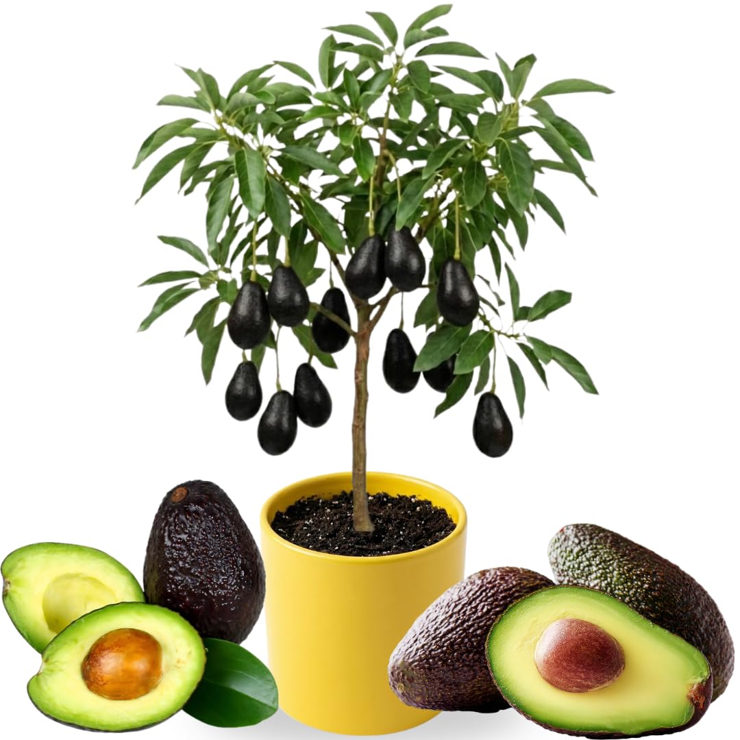 3 Gallon Big Avocado Tree Live Plant, 1-2 Ft Well Rooted, Ready to Bear Fruit, 2 Years Old Live Avocado Tree Plant Grafted (Black)