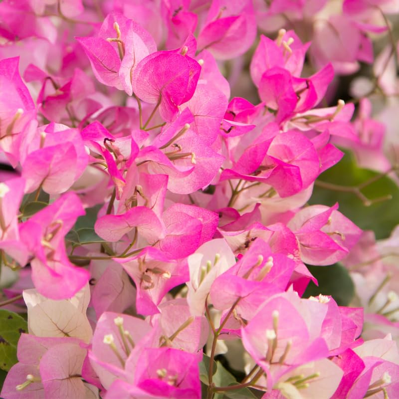Set 2 White Pink Bougainvillea Plants, 5-8" Tropical Bougainvillea Plant Starter, Colorful Perennial Blooms, Live Well Rooted Plant
