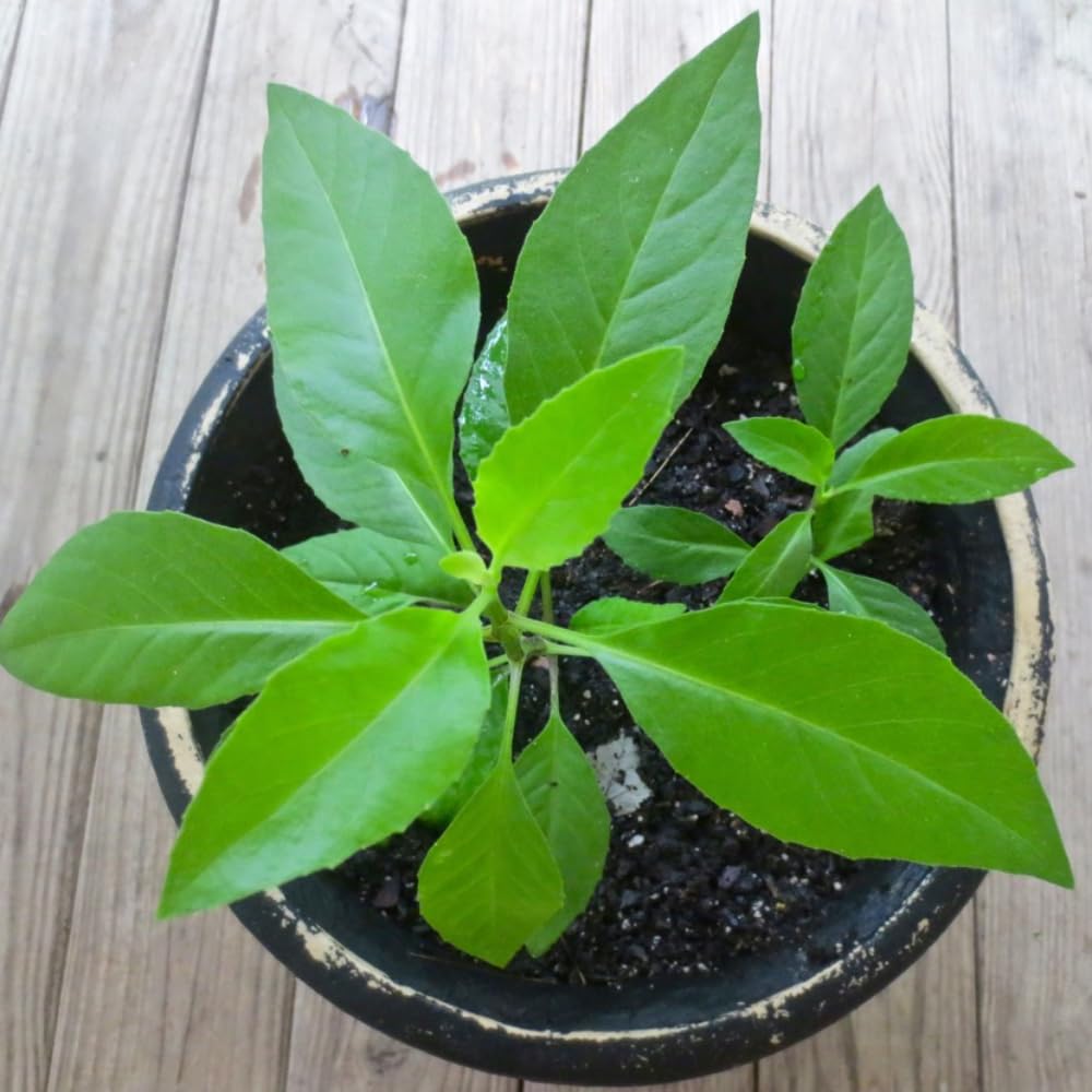 2 Longevity Spinach Plants, Live Spinach Herb Plants, 4-6 Inches