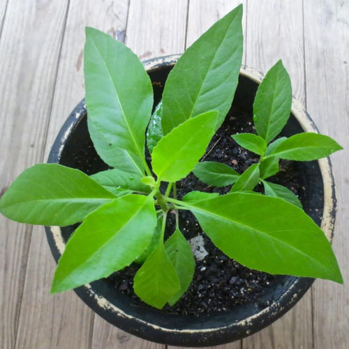 2 Longevity Spinach Plants, Live Spinach Herb Plants, 4-6 Inches