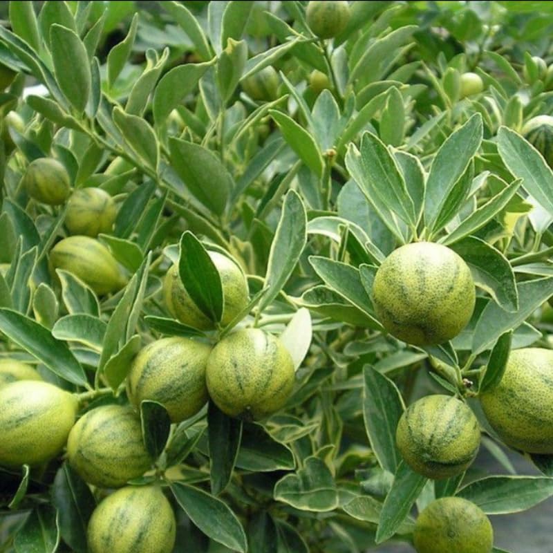 Live Variegated Kumquat Citrus Plant, 1–2 Ft Height, Potted in 3 Gallon Container, Great for Indoor or Outdoor Garden, No Ship to CA