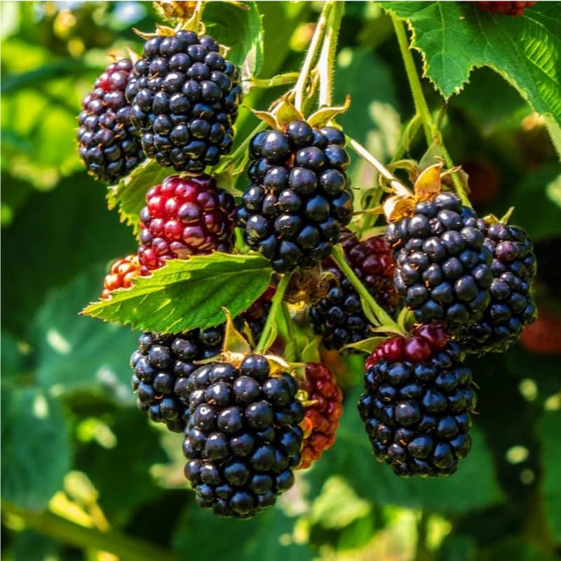 2 Ouachita BlackBerry Plants Live for Planting, High Yielding, Sweet Juicy Berries for Your Garden, 4-6" in Tall, Cold Hardy, Dormant in Winter, No Pot