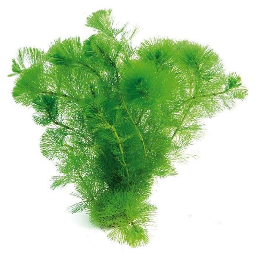 14 Green Cabomba Plants Live, Aquarium Plants Live, 4 to 6 Inc Tall Aquarium Pond Plant, Live Cambomba Plant Growing