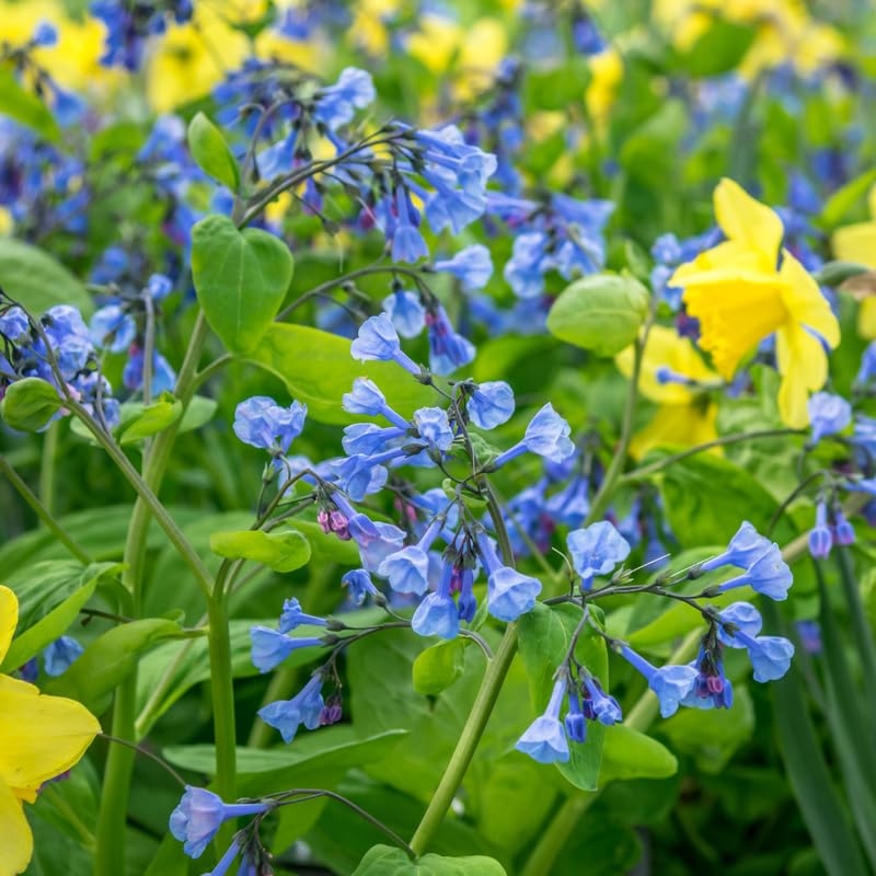 5 Bluebell Plant Roots, Blue Flower Plant Root for Planting Outdoor Shade Garden
