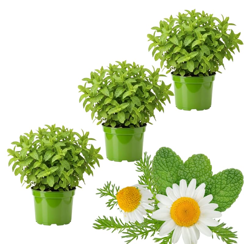 Sets 3 Mixed Mint Plants Live Fast Growing for Spring Planting, Fragrant Culinary Herb Mint for Indoor Outdoor Gardening, Cold Hardy