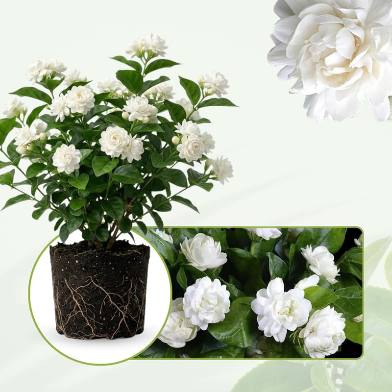 2 Jasmine Plants 4–8 Inch, Live Fragrant Jasmine Flowering Vine, Sweet Scented Blooms, Easy Care Indoor or Outdoor