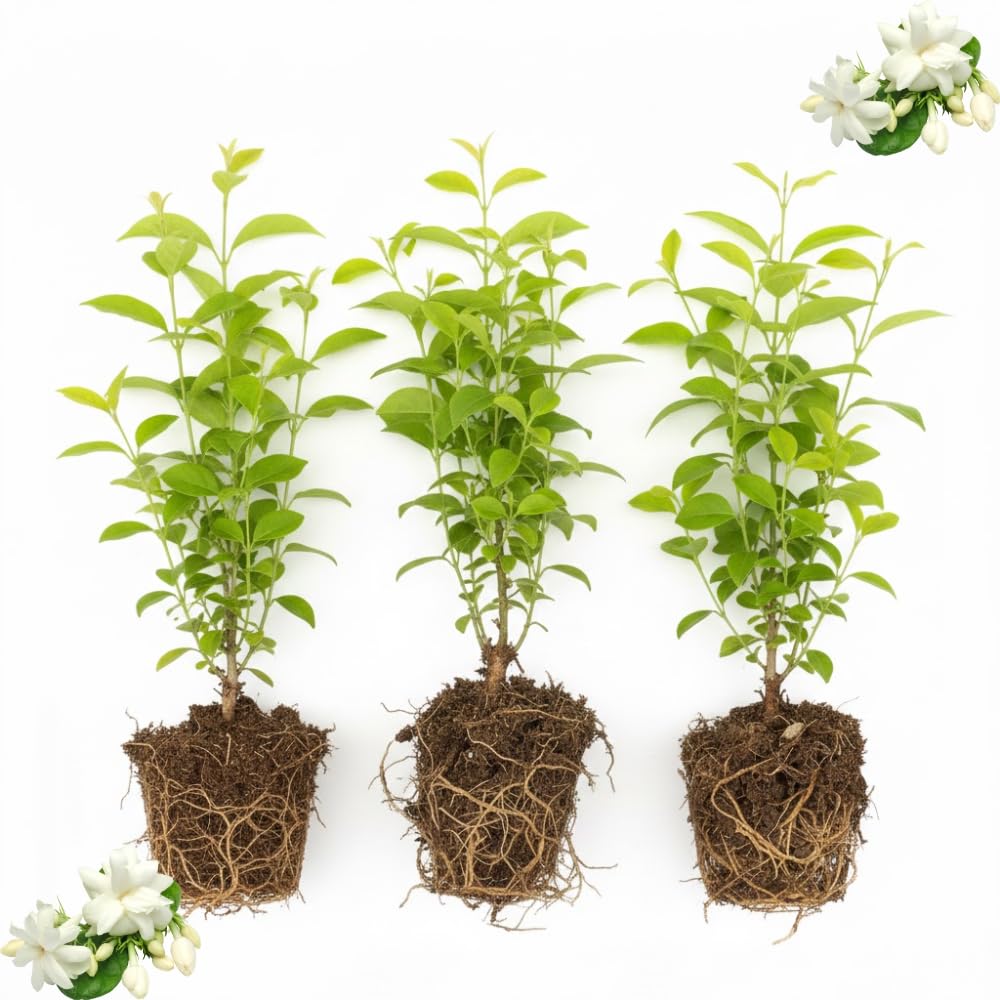 Set of 3 Night Blooming Jasmine Plants Live, 4-6" Tall, Fragrant Flowering Shrub