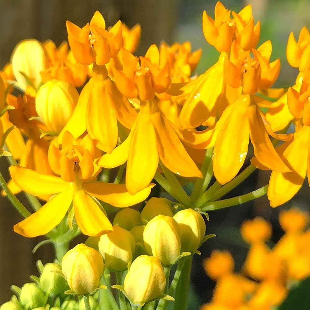 2 Butterfly Milkweed Plants Live, Tropical Milkweed Live Plants, Asclepias Tuberosa Plants, 4-9" Height for Outdoor Planting (Yellow Milkweed)