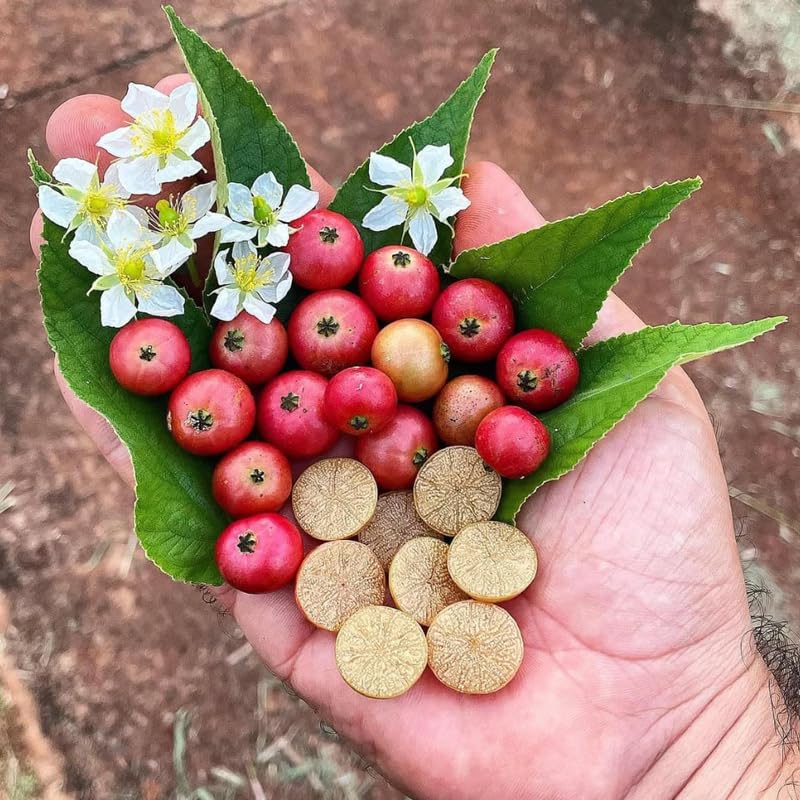 Jamaican Strawberry Cherry Tree Live Plant for Outdoor Planting, 4 to 6 Inc in Tall, Sweet, Tasty Fruit, Great for Garden or Containers, Zones 9-11