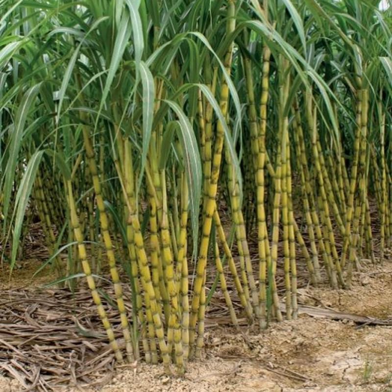 Sugar Cane Plant Cuttings, 1 Ft Unrooted Cuttings, Sweet Sugar Cane Live Plant Cuttings for Planting Outdoor Garden, No Ship to CA