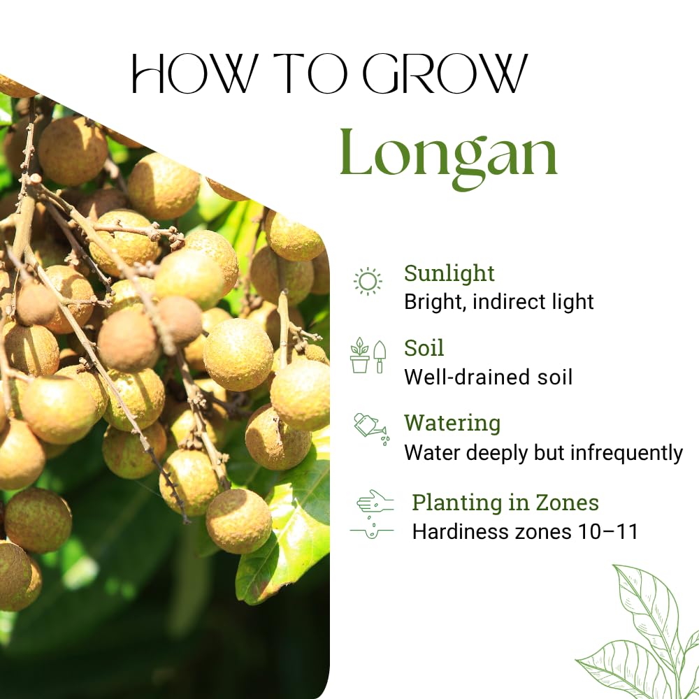 Live Longan Fruit Tree, Longan Tree Live Plant, 3 Gallon Pot, 2-3 Feet Tall, Sweet and Fragrant Fruit, Easy Care Outdoor Tree, No Ship to CA
