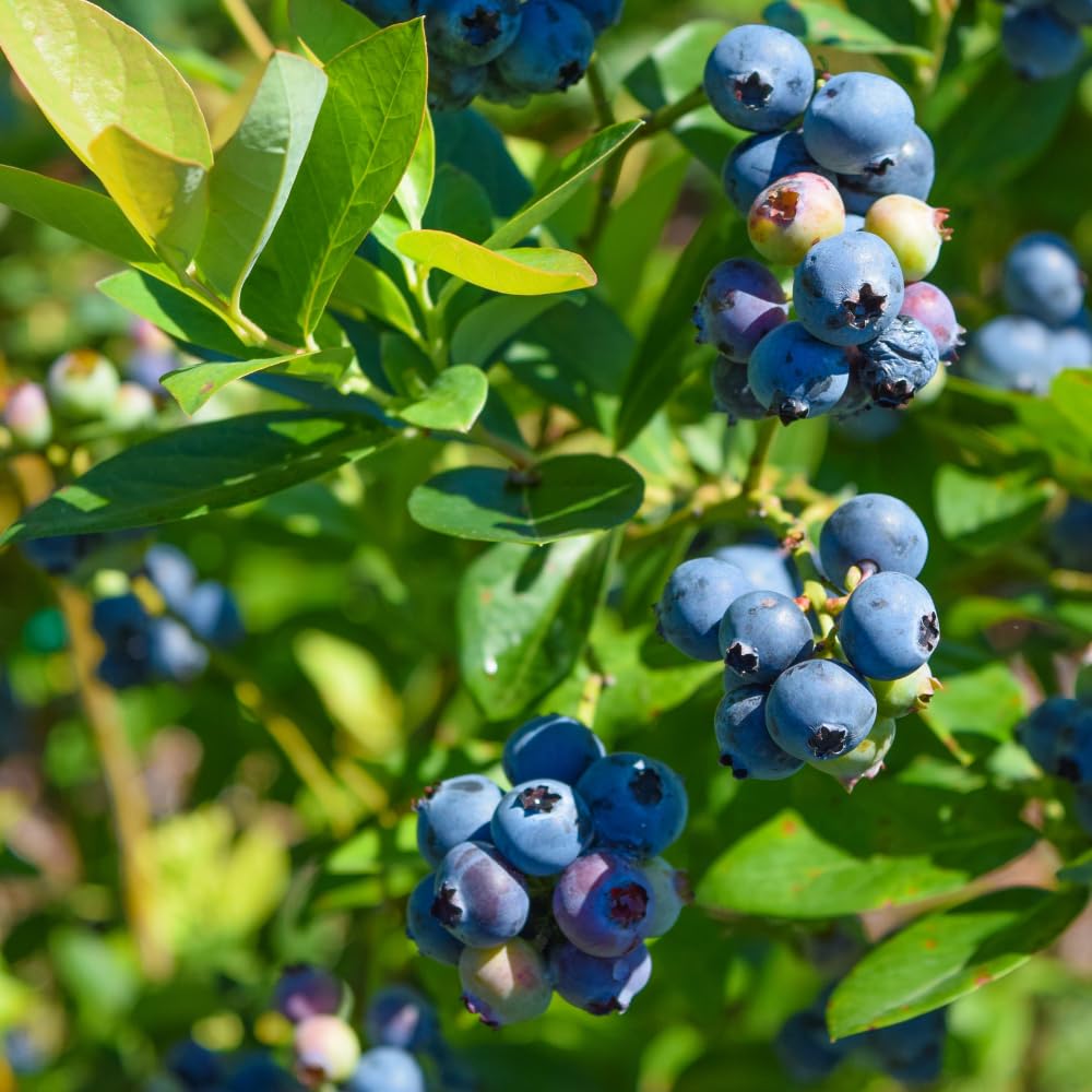Sweet Blueberry Tree Live Plant in 1 Gallon Pot, 1-2 Ft Tall Blueberry Bush, Berry Fruit Plant for Outdoor Garden, No Ship to CA