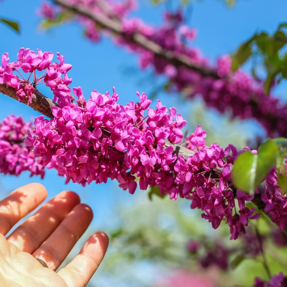 5 Live Redbud Tree Seedlings 1–2 Ft Tall, Hardy Ornamental Red Bud Trees Roots, Pink Spring Blooms
